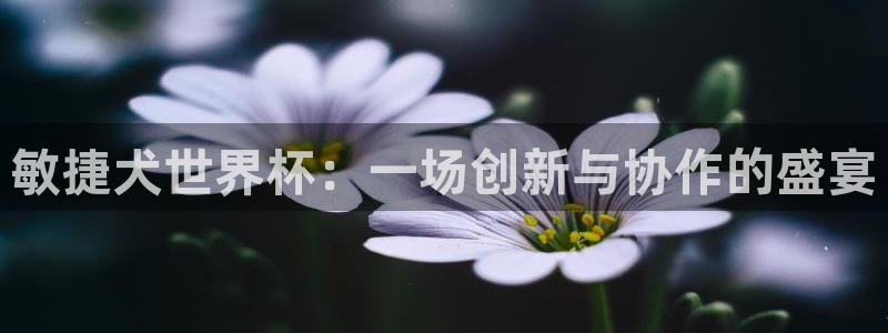 世界杯预选赛亚洲区赛程：敏捷犬世界杯：一场创新与协作的盛宴