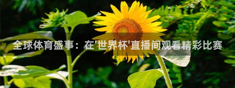 世界杯系列赛：全球体育盛事：在\'世界杯\'直播间观看精彩比赛